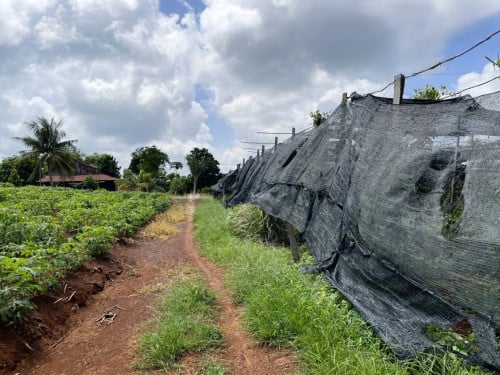 🏠 អចលនទ្រព្យ លក់ឡាយឡុង (Auctioned Properties) 🏷