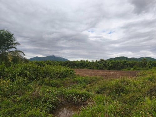 National Road 43 ដីផ្លូវ ៤៣ ជ័យសេនា តាកែន ឈូក កំពត
