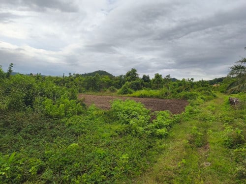 National Road 43 ដីផ្លូវ ៤៣ ជ័យសេនា តាកែន ឈូក កំពត