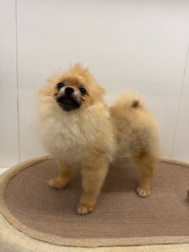 Pomerain