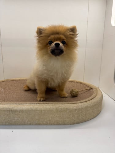 Pomerain