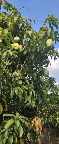 ដីចំការ