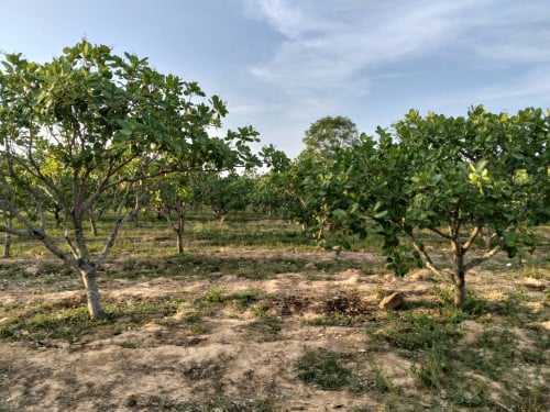 ដីចំការ លក់
