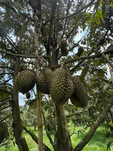 ឪខាក កំពត់