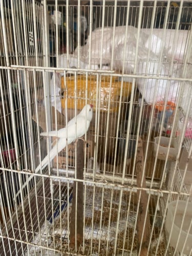 ចង់លក់សេក Ringnick