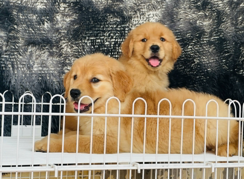 Golden retriever