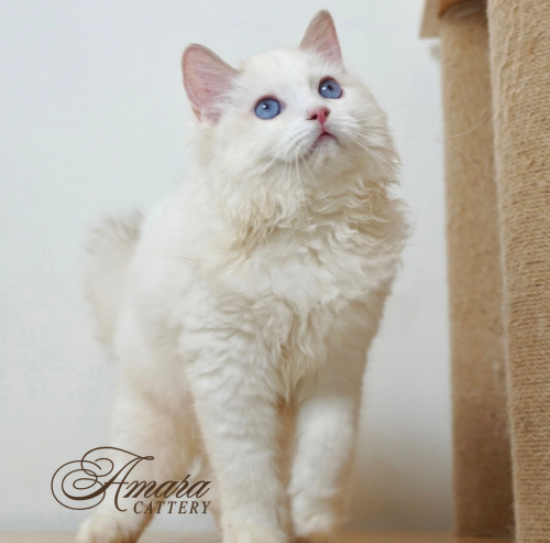 Ragdoll 布偶
