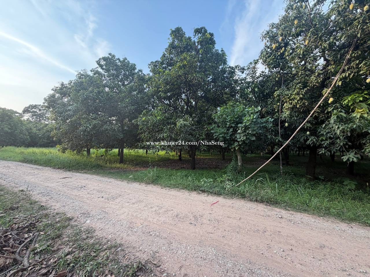 ដីចំកាស្វាយលក់ ទំហំ 21.3m x 90m