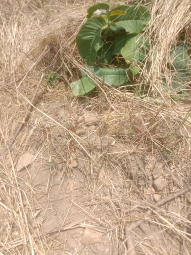 ដីចំកា