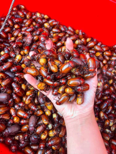 មេអំពិលព្រៃ