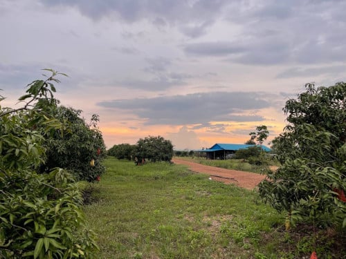 #ដីចម្ការស្វាយហ្នឹងចំការពុទ្រាលក់បន្ទាន