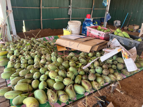 #ដីចម្ការស្វាយហ្នឹងចំការពុទ្រាលក់បន្ទាន