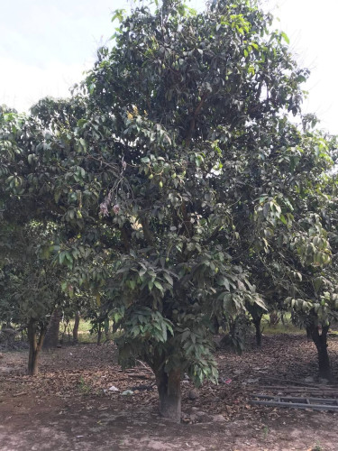 ដីចំការពេជ្រនិលលក់ប្រញាប់ ច្រកចូលជាប់កាល់តិចពេជ្រនិល 1km ទៀតដល់យាយម៉ៅ-220,000$ ត (ប្លង់រឹង)