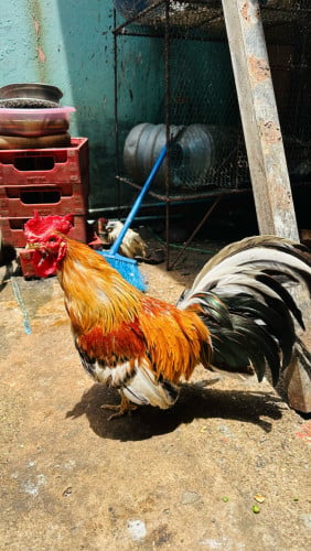 លក់មាន់ម៉ាឡេ30$ទាំង២