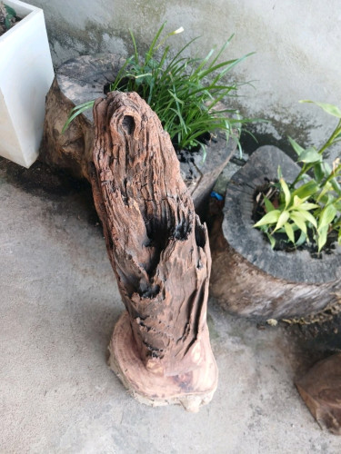 ខ្លឹមអំពិលជាវគិតkg
