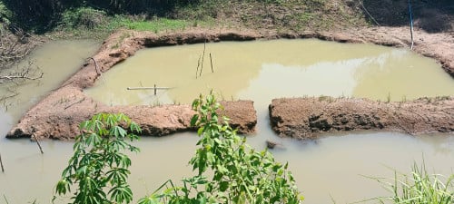 ដីចំការទុរេនមានដំណាំចម្រុះលក់:  នៅស្រុកឈូក  ខេត្តកំពត