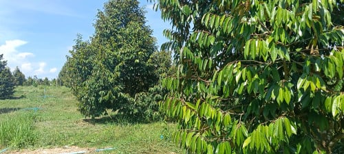 ដីចំការទុរេនមានដំណាំចម្រុះលក់:  នៅស្រុកឈូក  ខេត្តកំពត