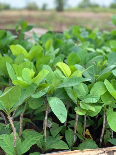 ដីចំការក្រុងលក់តំលៃពីស៣ស