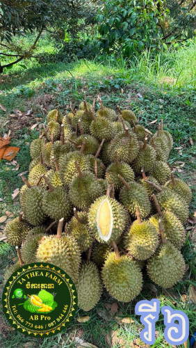 ផ្លែទុរេនរី៦