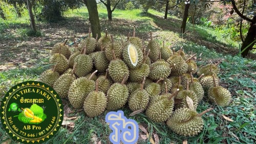 ផ្លែទុរេនរី៦