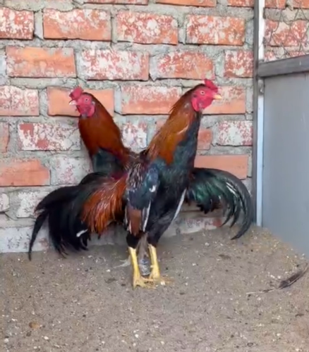 ស្ទាវសៀវក្រោះ