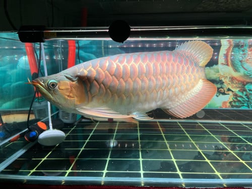ត្រីនាគក្រហម