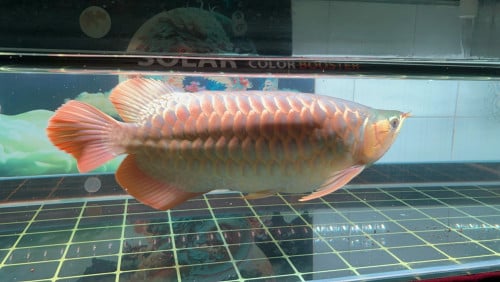 ត្រីនាគក្រហម