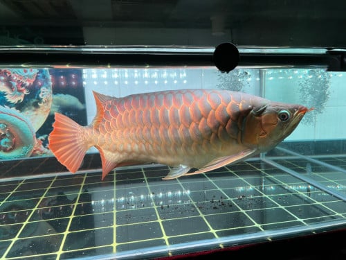 ត្រីនាគក្រហម