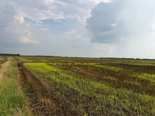 ដីស្រែប្រាំងមួយឆ្នាំធ្វើបាន2ដង ទំហំដី6ហិតា មួយឆ្នាំបាន60តោន