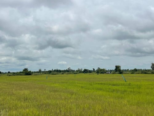 ដីលក់ ឫជួល30 ហិកតា 1.8$m2 នៅស្រុកតាំងគោក ខេត្តកំពង់ធំ 土地出售或出租，面积30公顷，位于柬埔寨磅同省丹戈县。