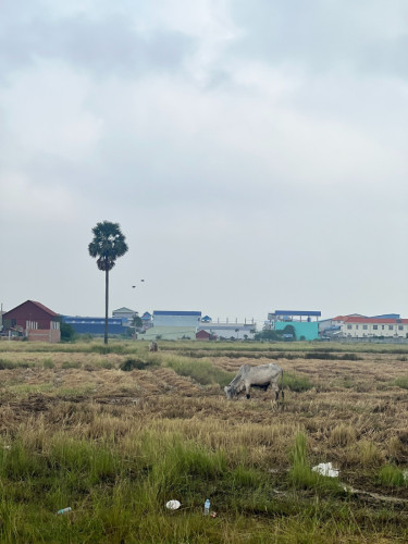ដីលក់ 51,463m² ប្លង់រឹង បំបែក 3 ដី ស្រុកអង្គស្នួល ជិតផ្លូវ 42