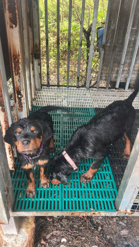 ពូជRottweiler