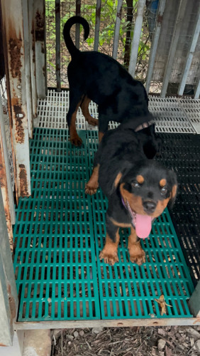 ពូជRottweiler