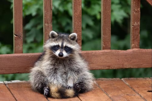 Raccoon ចញ្ជឹមផ្ទាល់ខ្លួនអាយុ2ឆ្នាំញី សាំងចាប់លេងបាន កាលទិញ950$