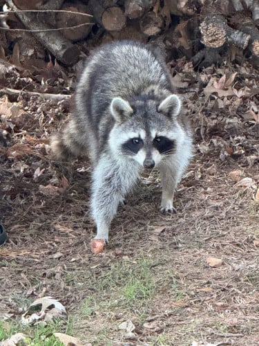 Raccoon ចញ្ជឹមផ្ទាល់ខ្លួនអាយុ2ឆ្នាំញី សាំងចាប់លេងបាន កាលទិញ950$