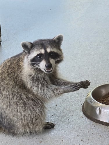 Raccoon ចញ្ជឹមផ្ទាល់ខ្លួនអាយុ2ឆ្នាំញី សាំងចាប់លេងបាន កាលទិញ950$