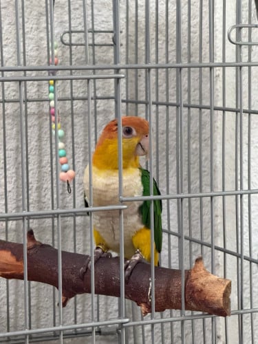 white bellied caique តម្លៃតាមឆាតបងៗ