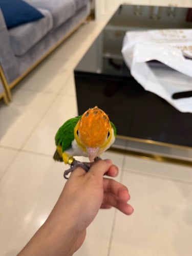 white bellied caique តម្លៃតាមឆាតបងៗ