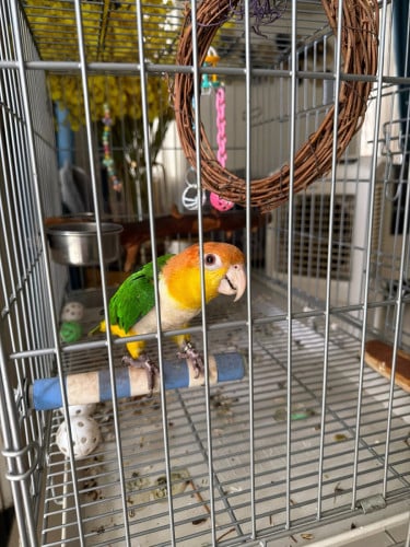 white bellied caique តម្លៃតាមឆាតបងៗ