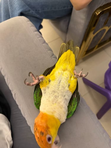 white bellied caique តម្លៃតាមឆាតបងៗ