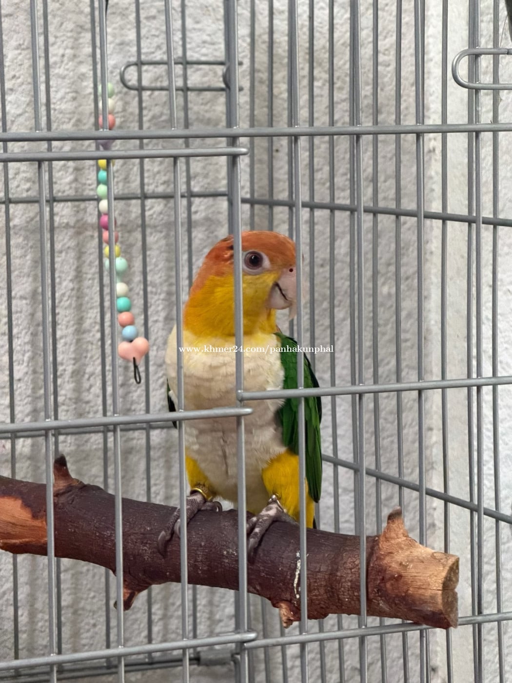 white bellied caique តម្លៃតាមឆាតបងៗ
