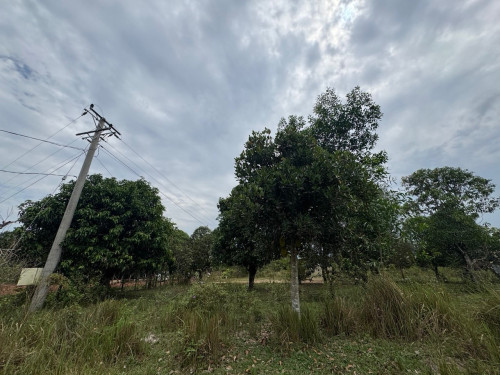 ✅ដីសម្រាប់លក់/Land for sell