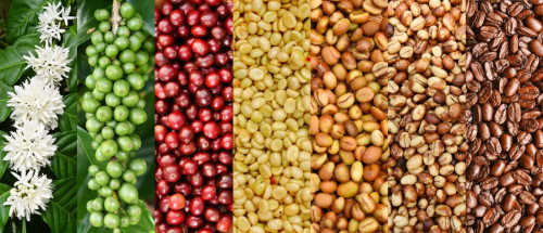 ๐Every bean has a journey: grown with patience, processed with passion and brewed for you๐ฟโ