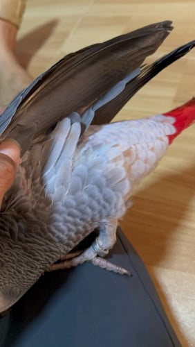 African grey red pie special color