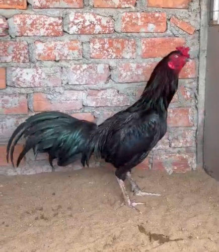 ចេបក្រោះ