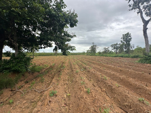 ដីលក់បន្ទាន់ តម្លៃ 50000$