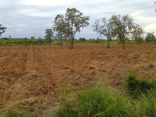ដីលក់បន្ទាន់ តម្លៃ 50000$