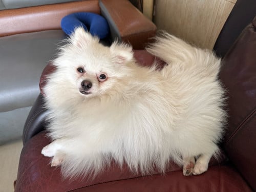 博美犬，公狗