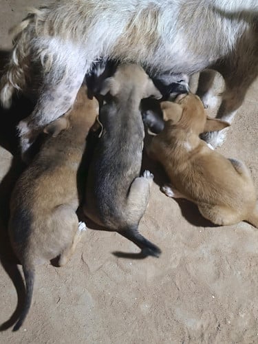 ពូជតឿសៀមរាប