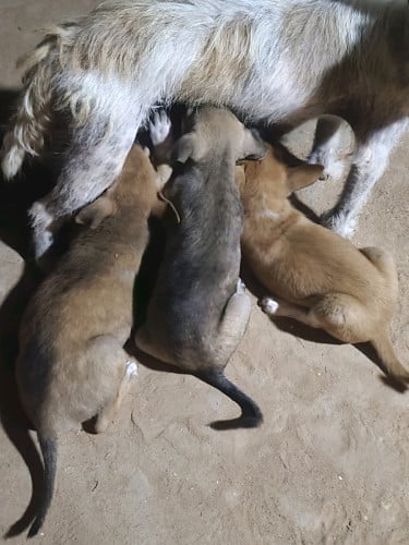 ពូជតឿសៀមរាប